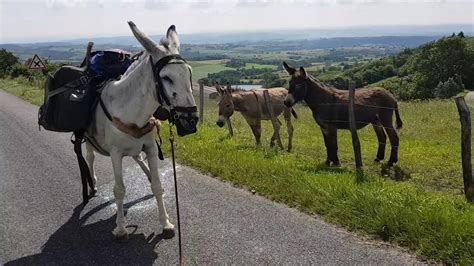 esel fickt frau|Eselhengst deckt Stute mit Packsattel, beim wandern mit Eseln